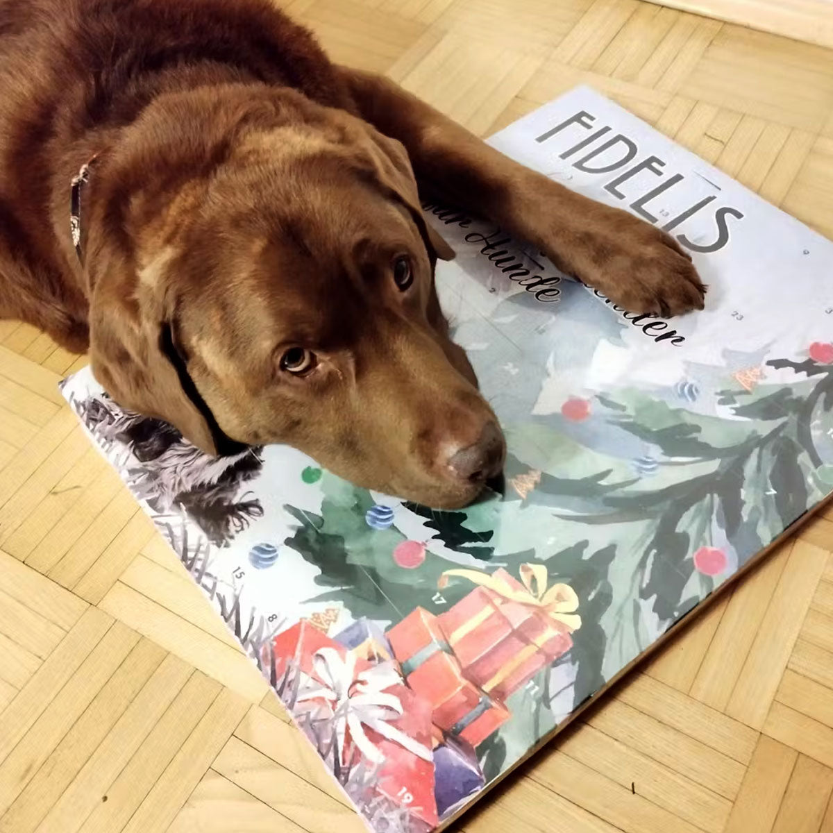 Calendrier de l'Avent XL pour chiens